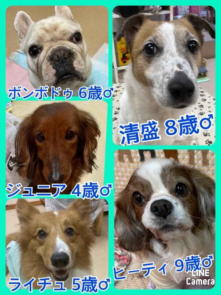 🐾今日の里親様募集中ワンコ🐶メンバーです🐾2021,2,27